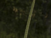 Phleum phleoides 1, Kalkdoddengras, Saxifraga-Jan van der Straaten