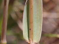 Phleum phleoides 2, Kalkdoddengras, Saxifraga-Rutger Barendse