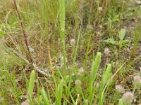 Phleum pratense ssp serotinum 8, Saxifraga-Rutger Barendse