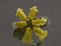 Phlomis fruticosa 1, Saxifraga-Willem van Kruijsbergen
