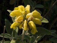 Phlomis fruticosa 10, Saxifraga-Jan van der Straaten