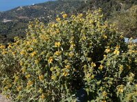 Phlomis fruticosa 14, Saxifraga-Peter Meininger