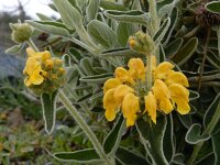 Phlomis fruticosa 17, Saxifraga-Ed Stikvoort