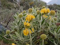 Phlomis fruticosa 19, Saxifraga-Ed Stikvoort