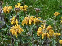 Phlomis fruticosa 26, Saxifraga-Harry Jans