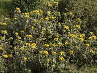Phlomis fruticosa 3, Saxifraga-Willem van Kruijsbergen