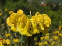 Phlomis fruticosa 31, Saxifraga-Harry Jans