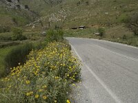 Phlomis fruticosa 6, Saxifraga-Willem van Kruijsbergen