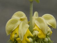 Phlomis fruticosa 8, Saxifraga-Willem van Kruijsbergen