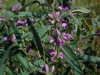 Phlomis herba-venti ssp pungens 2, Saxifraga-Ed Stikvoort