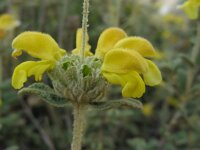 Phlomis lanata 3, Saxifraga-Ed Stikvoort
