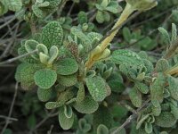 Phlomis lanata 4, Saxifraga-Ed Stikvoort
