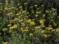 Phlomis lanata 6, Saxifraga-Ed Stikvoort