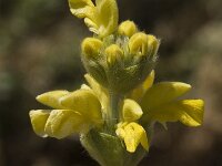 Phlomis lychnitis 2, Saxifraga-Jan van der Straaten
