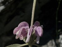 Phlomis purpurea 10, Saxifraga-Jan van der Straaten