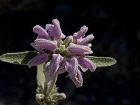 Phlomis purpurea 11, Saxifraga-Willem van Kruijsbergen