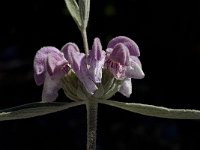 Phlomis purpurea 13, Saxifraga-Willem van Kruijsbergen