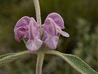 Phlomis purpurea 18, Saxifraga-Willem van Kruijsbergen