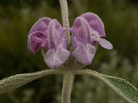 Phlomis purpurea 19, Saxifraga-Willem van Kruijsbergen
