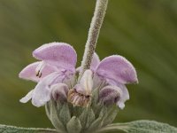 Phlomis purpurea 20, Saxifraga-Jan van der Straaten