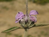 Phlomis purpurea 21, Saxifraga-Jan van der Straaten