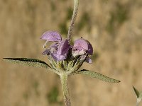 Phlomis purpurea 22, Saxifraga-Jan van der Straaten