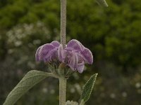 Phlomis purpurea 23, Saxifraga-Jan van der Straaten