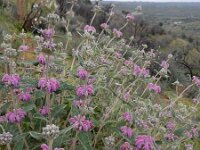 Phlomis purpurea 29, Saxifraga-Ed Stikvoort
