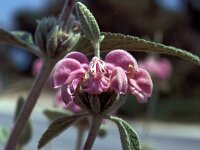 Phlomis purpurea 33, Saxifraga-Jan van der Straaten