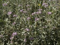 Phlomis purpurea 7, Saxifraga-Willem van Kruijsbergen