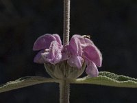 Phlomis purpurea 9, Saxifraga-Willem van Kruijsbergen