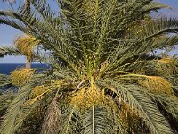 Canarische palm  Phoenix canariensis; Tenerife, Canary Islands, Spain. : bloom blooming, Canary Islands Canaries, color, colour, Europe European, flora, floral, flower, flowering, flowers, horizontal, horticulture horticultural, nature natural, palm tree, plant, Tenerife, Endemic, Food, Fruit, Growth, Natural beauty