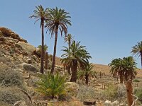 Phoenix canariensis 3, Saxifraga-Hans Grotenhuis