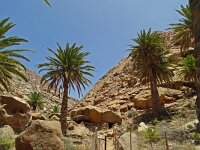 Phoenix canariensis 4, Saxifraga-Hans Grotenhuis