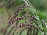 Phragmites australis 13, Riet, Saxifraga-Rudmer Zwerver
