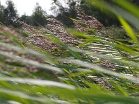 Phragmites australis 14, Riet, Saxifraga-Rudmer Zwerver