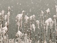 Phragmites australis 17, Riet, Saxifraga-Piet Munsterman