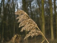 Phragmites australis 19, Riet, Saxifraga-Jan van der Straaten