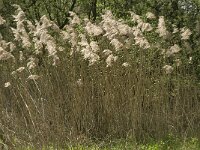 Phragmites australis 20, Riet, Saxifraga-Jan van der Straaten