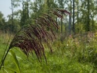 Phragmites australis 44, Riet, Saxifraga-Marijke Verhagen