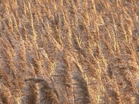 Phragmites australis 53, Riet, Saxifraga-Tom Heijnen