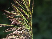 Phragmites australis 55, Riet, Saxifraga-Jan van der Straaten