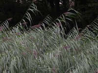 Phragmites australis 57, Riet, Saxifraga-Ed Stikvoort