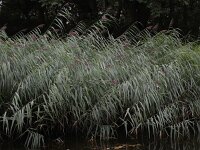 Phragmites australis 58, Riet, Saxifraga-Ed Stikvoort