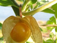 Physalis peruviana 2, Goudbes, Saxifraga-Rutger Barendse