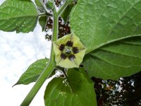 Physalis peruviana 5, Goudbes, Saxifraga-Rutger Barendse