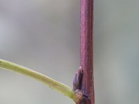 Physocarpus opulifolius 5, Blaasjesvrucht, Saxifraga-Rutger Barendse
