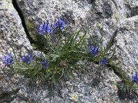 Phyteuma hedraianthifolium 2, Saxifraga-Luuk Vermeer