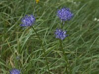 Phyteuma orbiculare 10, Saxifraga-Willem van Kruijsbergen
