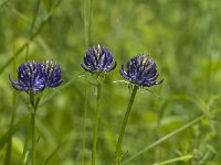 Phyteuma orbiculare 17, Saxifraga-Jan van der Straaten
